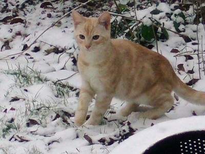 Katzen 016.JPG