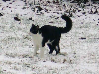 Katzen 012.JPG