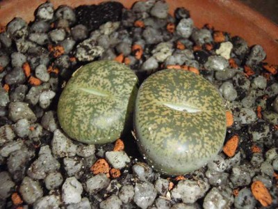 Lithops 4.JPG
