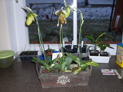 Paphiopedilum Maudiae 02.01.09 2.jpg