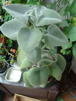 Kalanchoe beharensis (Elefantenohr).JPG