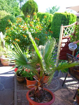 Garten 2007_3Washingtonia.jpg