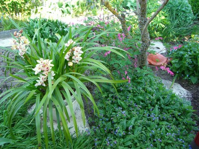 Garten 2007_6Cymbidium.jpg