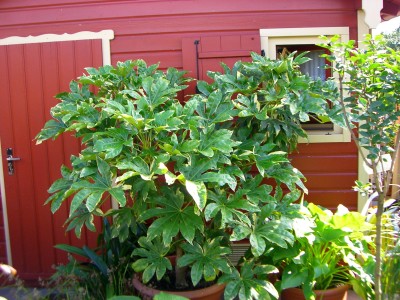 Garten 2007_7Aralie.jpg