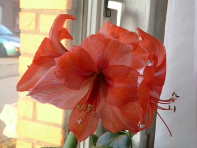 Jan. 09 Amaryllis und Orchi 013.jpg