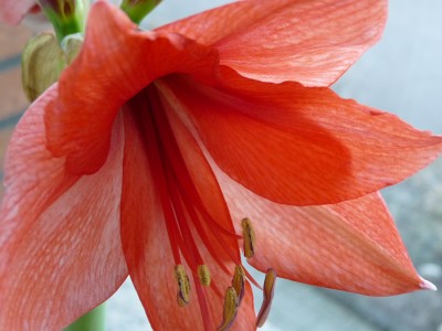 Jan. 09 Amaryllis und Orchi 012.jpg