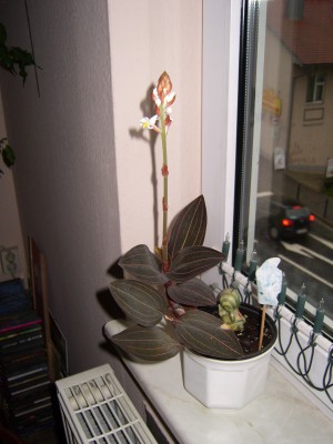 DSCI0006.JPG