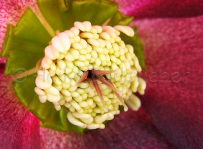 web_Christrose_Helleborus orientalis.jpg