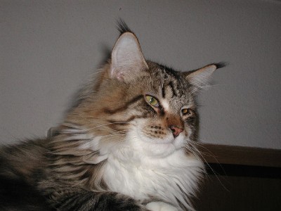 Monti2009 20.jpg