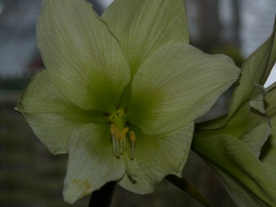 Jan. 09 Amaryllis und Orchi 031.jpg