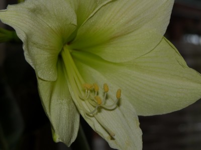 Jan. 09 Amaryllis und Orchi 034.jpg