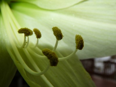 Jan. 09 Amaryllis und Orchi 036.jpg