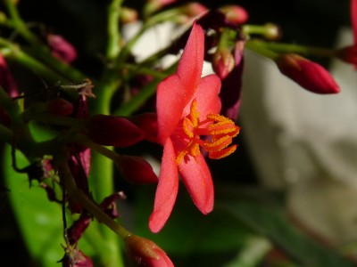 Dez.08 005.jpg