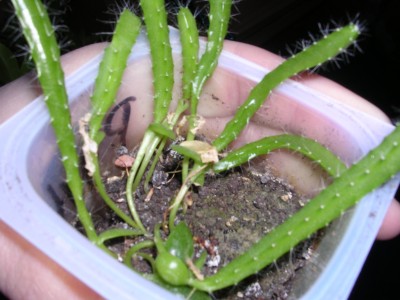 DSCN0730.JPG
