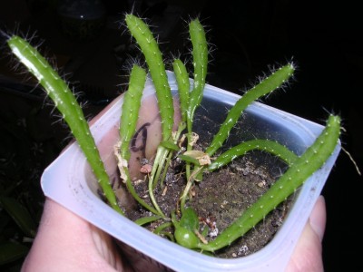 DSCN0728.JPG