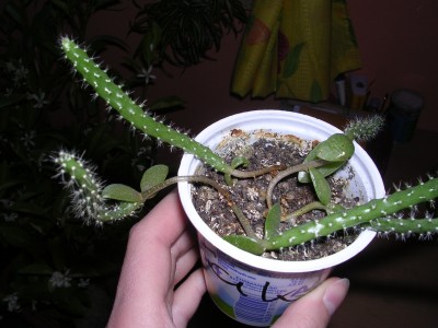 DSCN0727.JPG
