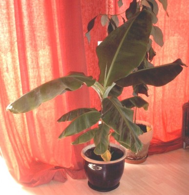 Banane groß.jpg