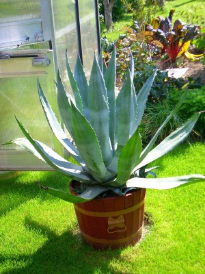 Agave.jpg