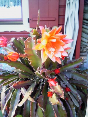 Blüte2.jpg