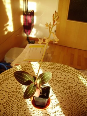 Ludisia discolor.jpg