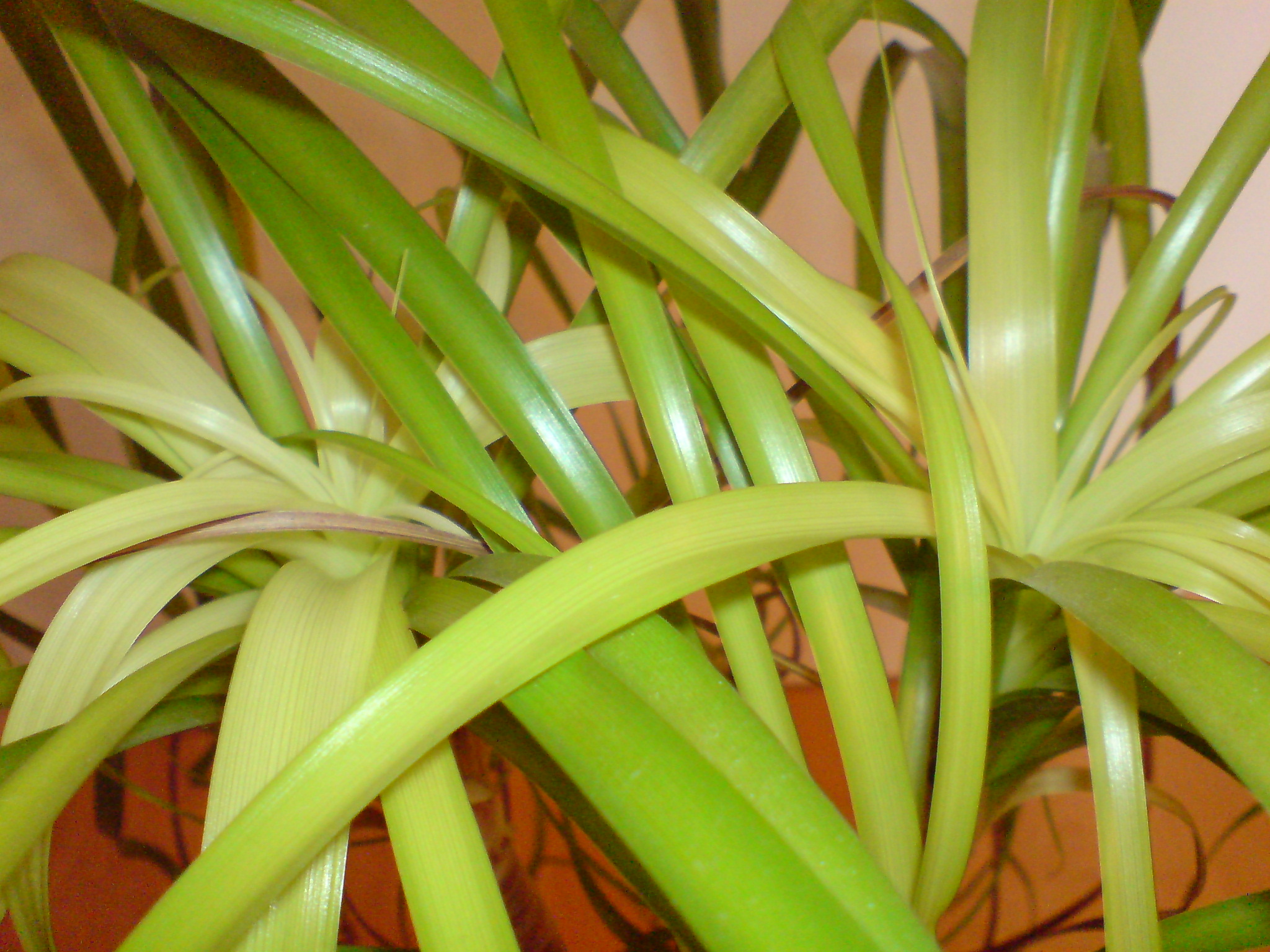 dracena lisa plant Dracaena Elegans – Chicago Plants main image 0
