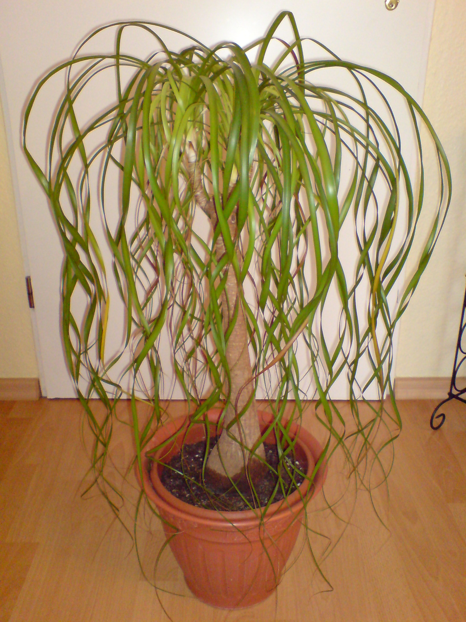 drachenbaum terrasse Drachenbaum - Dracaena Deremensis Lemon Lime mit Korb Ø24cm - ↕130 main image 1