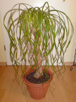 DSC00236.JPG