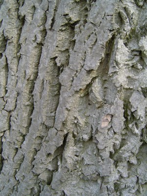 Baum 004.jpg