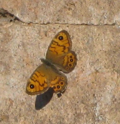 a-schmetterling.jpg