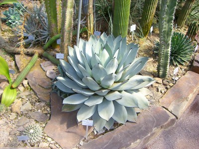 Agave!!!.jpg