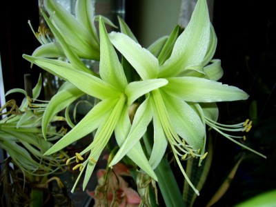Amaryllis 5.01.09 009.jpg