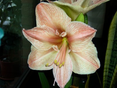 Amaryllis 5.01.09 004.jpg