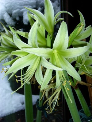 Amaryllis 5.01.09 003.jpg