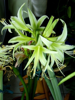 Amaryllis 5.01.09 001.jpg