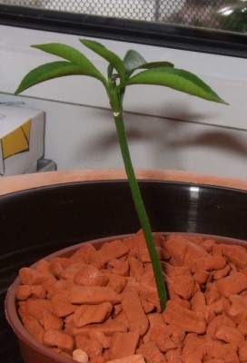 Grapefruit1 seitlich.jpg