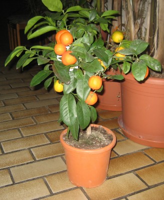 citruslimarossa.JPG