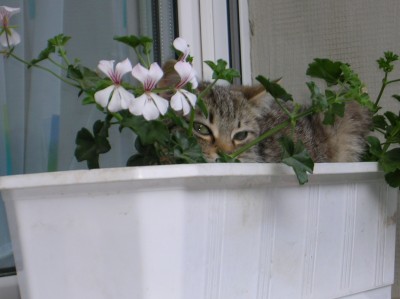 DSCN0060.JPG