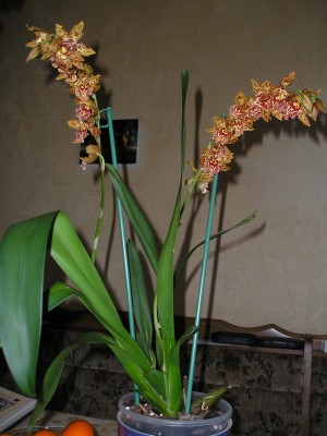 Odontogl_Pfl_04_01_09.jpg