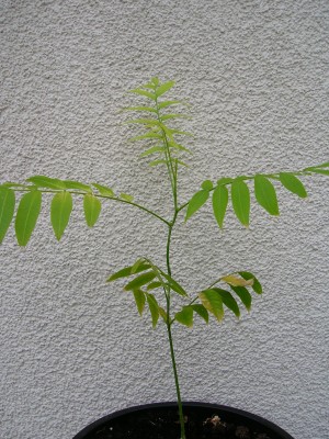Garten 019.jpg