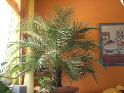 PICT0005.JPG