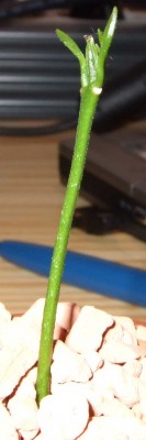 Grapefruit Blattlos.jpg