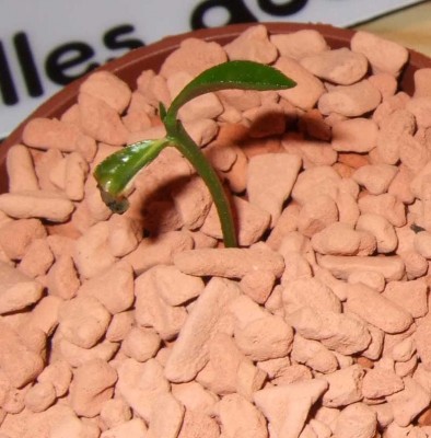 Grapefruit klein.jpg