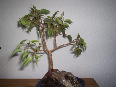 Ficus 001.jpg