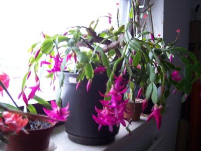 Schlumbergera_Hyb.2.jpg