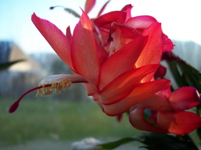 schlumbergera_hyb.jpg