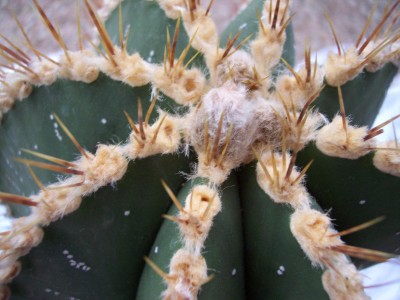 astrophytum_ornatum.jpg