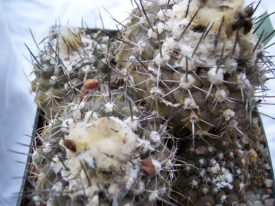 copiapoa_3.jpg