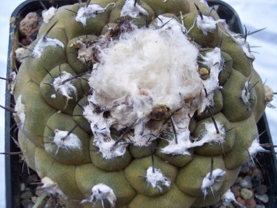 copiapoa_2.jpg