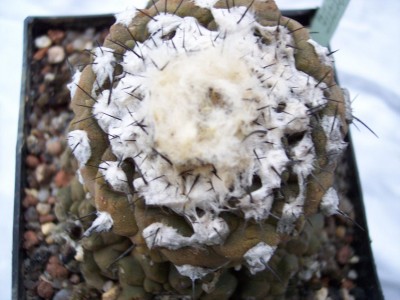 copiapoa_1.jpg