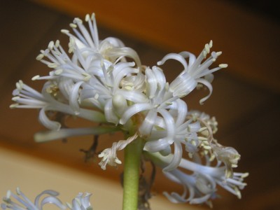 Drachenbaum Blüte_Makro_25_12_08.jpg